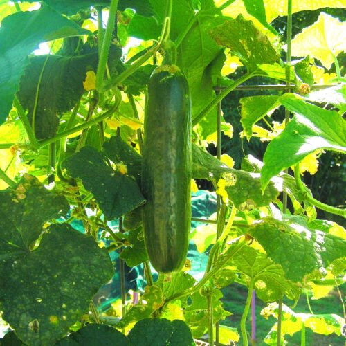 Need inspiration for your cucumber yields? Read on!